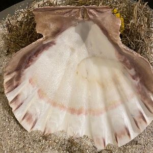 COPY - Natural Large Conch Ceyton Seashell